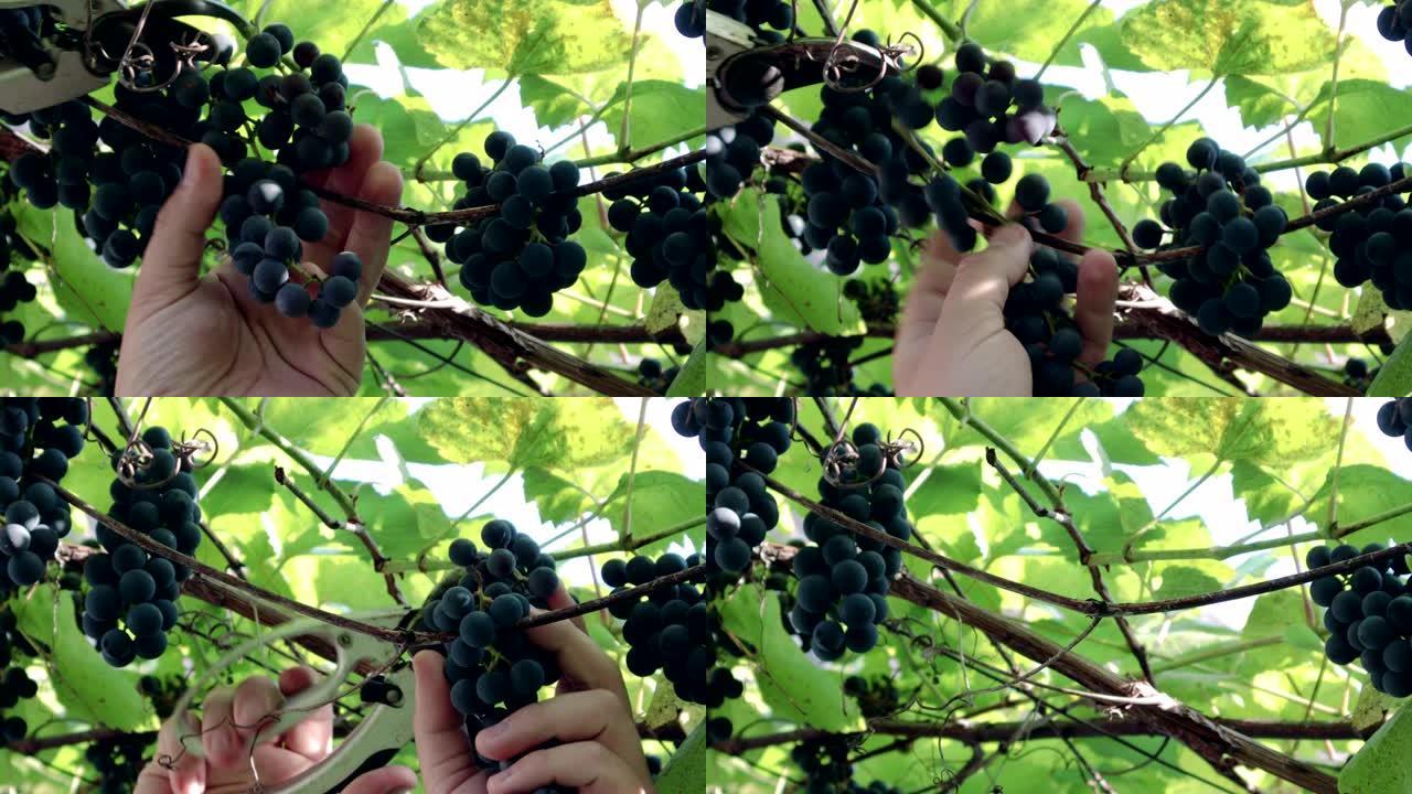 在阳光明媚的夏季天气中，一名园丁在葡萄园的葡萄藤上采摘黑葡萄
