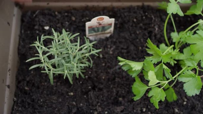 在花园种植箱中的新种植的树苗旁边放一个标签