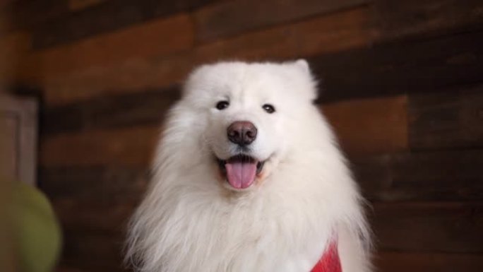 萨摩亚品种的白狗肖像，静静地坐在木墙上。