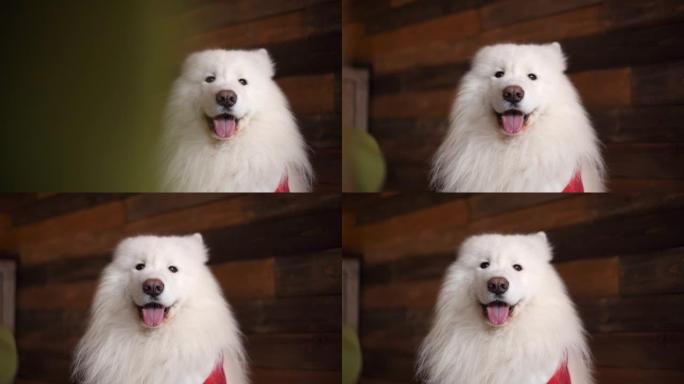 萨摩亚品种的白狗肖像，静静地坐在木墙上。