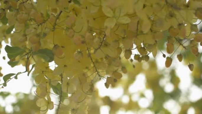 在夏季，印度金合花或金色的花洒在树上盛开。一束热带黄花在树枝上摇曳。
