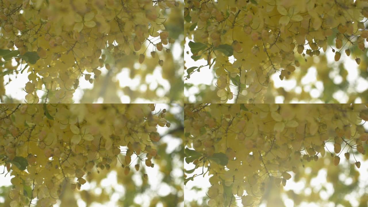 在夏季，印度金合花或金色的花洒在树上盛开。一束热带黄花在树枝上摇曳。