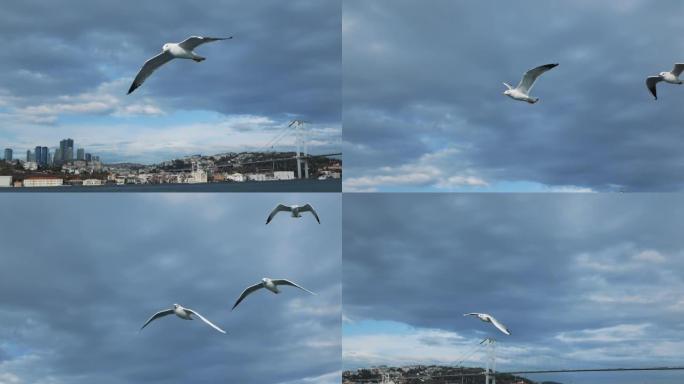 海鸥在博斯普鲁斯海峡伊斯坦布尔的摄像机附近飞行