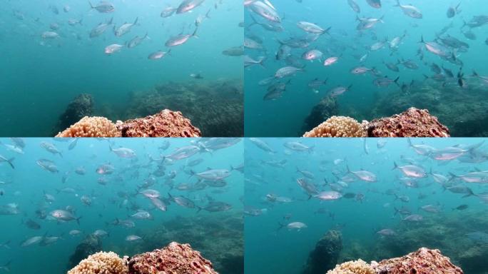 在珊瑚礁上成群游动的大眼鲹鱼