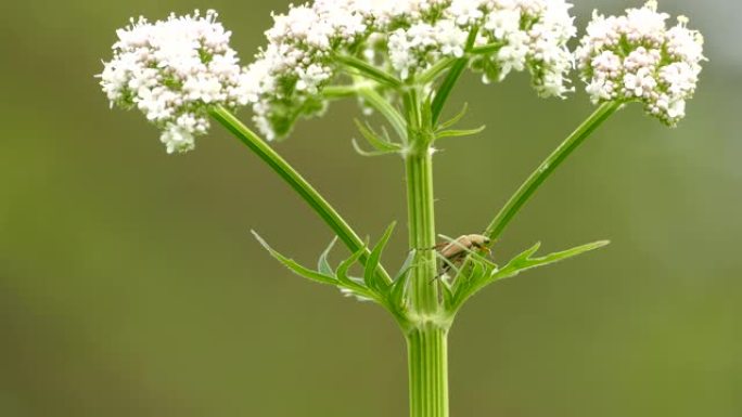 清新的宏观拍摄异国情调的虫子在夏天爬上一朵花
