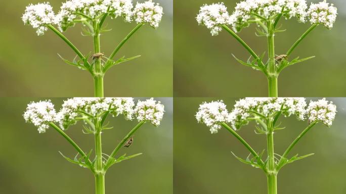 清新的宏观拍摄异国情调的虫子在夏天爬上一朵花