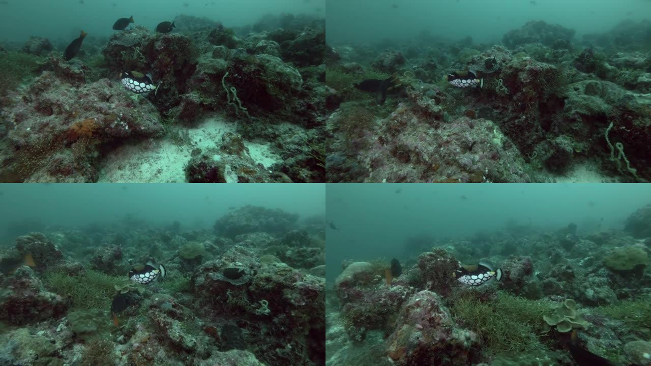 小丑三角鱼-巴里斯托德斯显眼游过珊瑚礁，印度洋，马尔代夫，亚洲