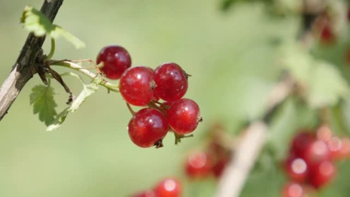 小Ribes红色植物天然轴dop 4K