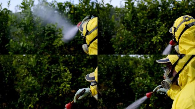 农民穿着防护服喷洒有毒农药和杀虫剂，在水果柠檬种植种植园上。