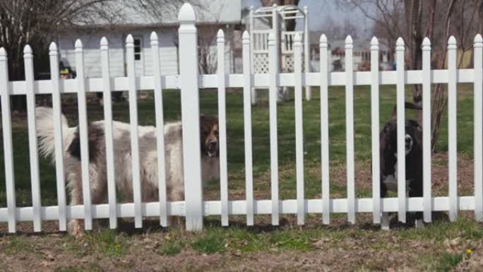 在美国的一个乡村小镇上，两只狗在白色篱笆后面摇着尾巴。