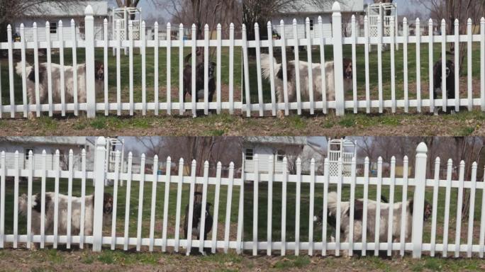 在美国的一个乡村小镇上，两只狗在白色篱笆后面摇着尾巴。