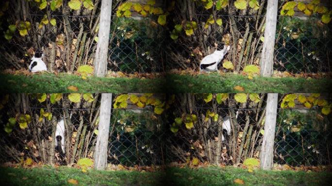 黑白猫在灌木丛中玩耍