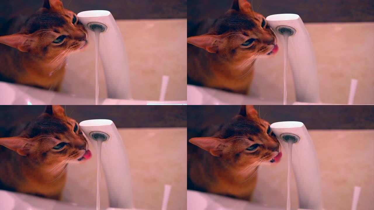 阿比西尼亚可爱的猫正在慢动作喝水。