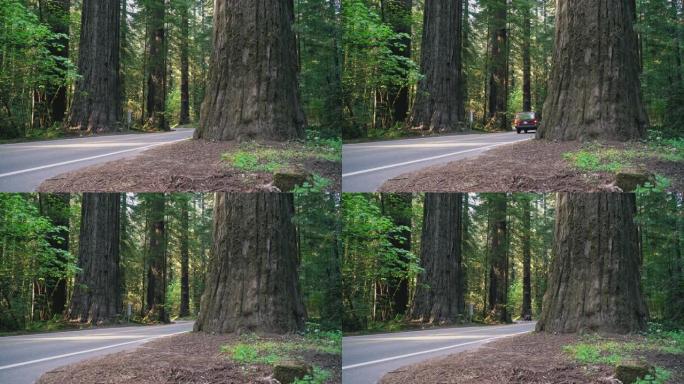 汽车在美国加利福尼亚州北部红木森林的巨人路大道上行驶西海岸。