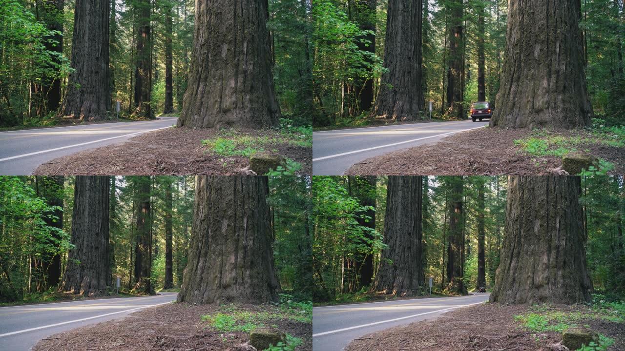 汽车在美国加利福尼亚州北部红木森林的巨人路大道上行驶西海岸。