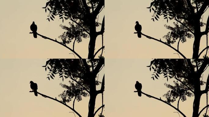 Bird Holding branch of tree剪影