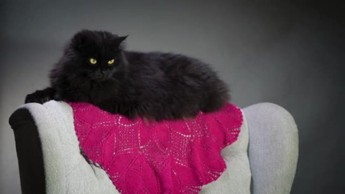 黑猫坐在灰色椅子的靠背上