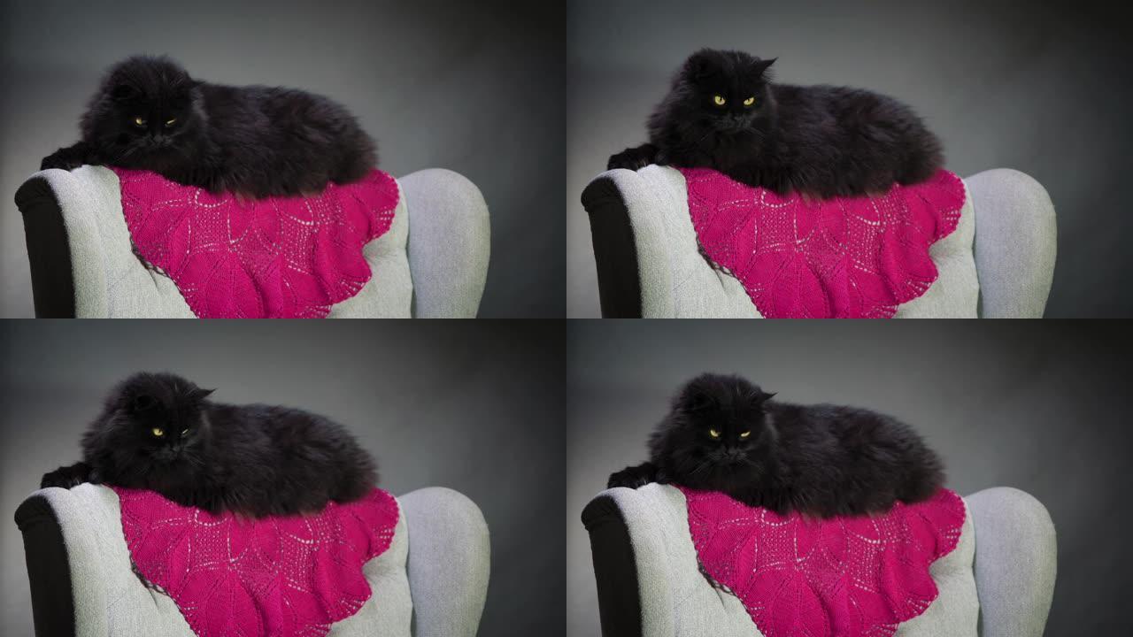 黑猫坐在灰色椅子的靠背上