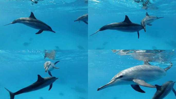 慢动作，海豚交流相互接触。野生动物中的动物交流。旋转海豚 (Stenella longirostri
