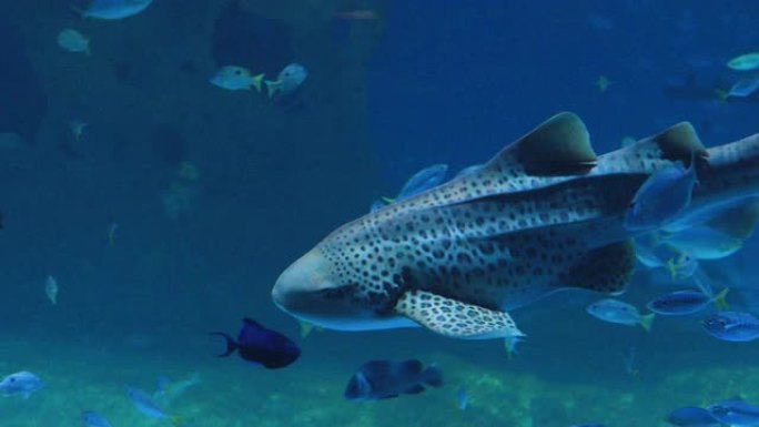 豹鲨斑马鲨在珊瑚礁的蓝色水中游泳。