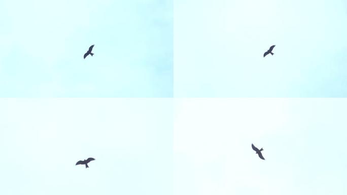 风筝澳大利亚鸟在幼龟孵化区周围飞翔