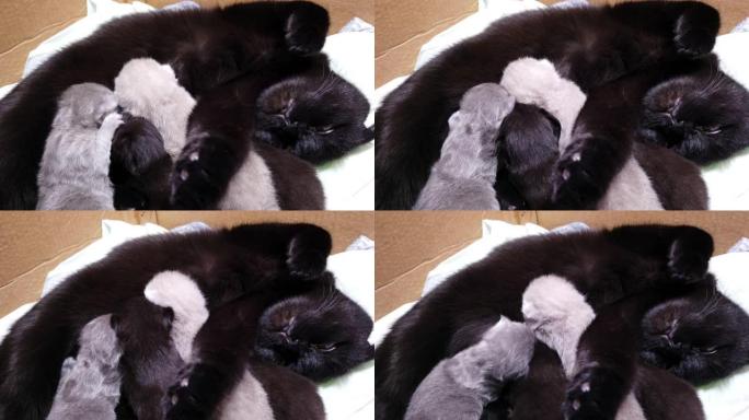 与母亲睡觉和哺乳的新生小猫-奶子打架