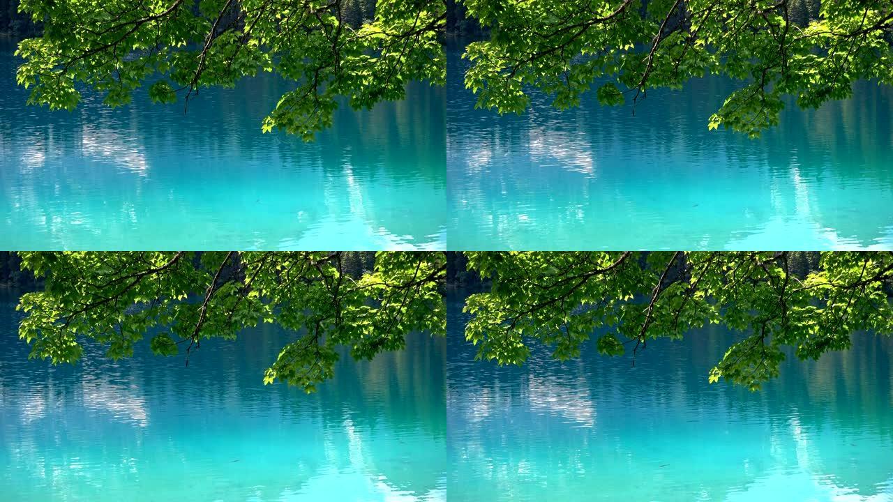蓝水上绿枝的抽象自然背景