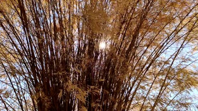 竹子。干旱的竹树在风中吹。在花园里种竹子。