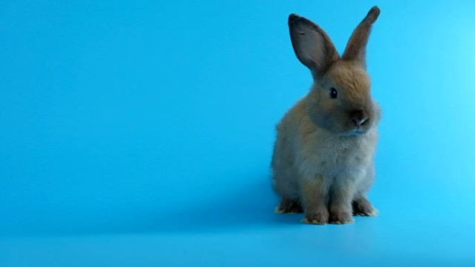 棕色小兔子站在蓝屏背景上。复活节节可爱的复活节兔子。
