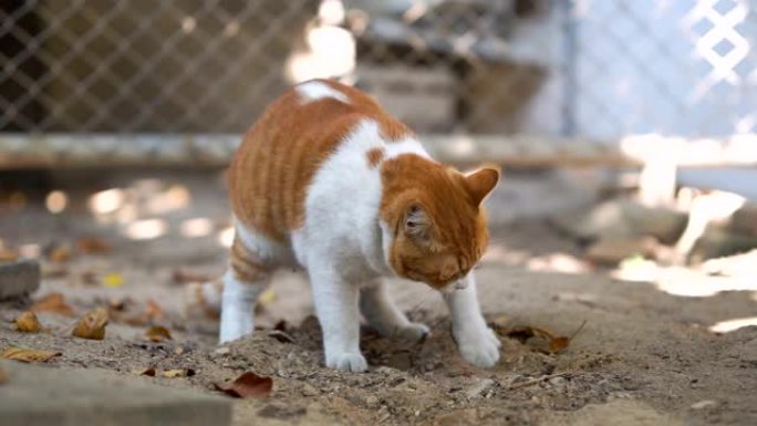 肮脏的印花布猫遮住他的尿