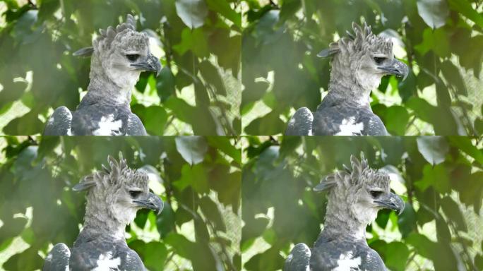 巴拿马长喙和灰色羽毛的竖琴鹰鸟的绝妙镜头