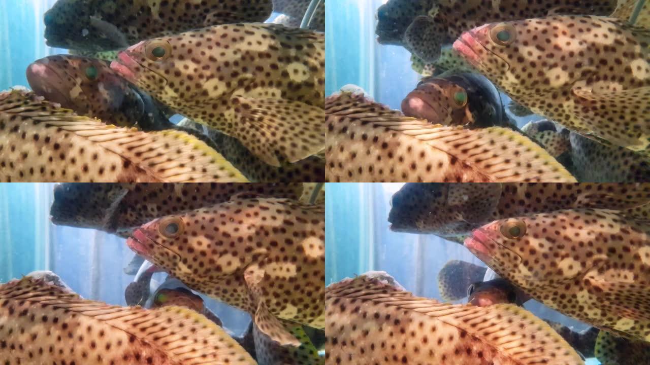 在水族馆游泳的斑鱼石斑鱼