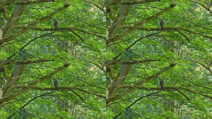 幼鸟栖息在郁郁葱葱的常绿森林部分的树枝上1/3