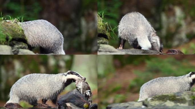 獾在森林里吃猎物獾在森林里吃猎物野生动物