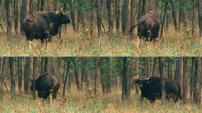 印度高尔野牛在森林保护区放牧