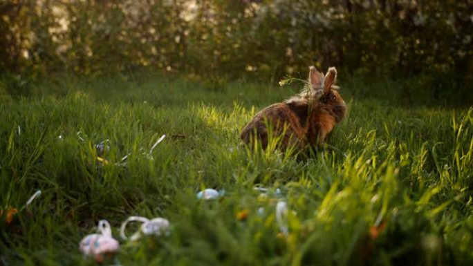 可爱的棕色小复活节兔子荷兰在复活节彩蛋附近吃草。特写镜头，慢动作
