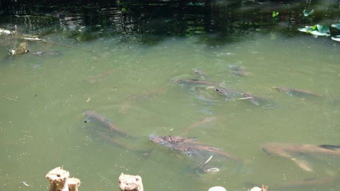 池塘里的一群大鲶鱼