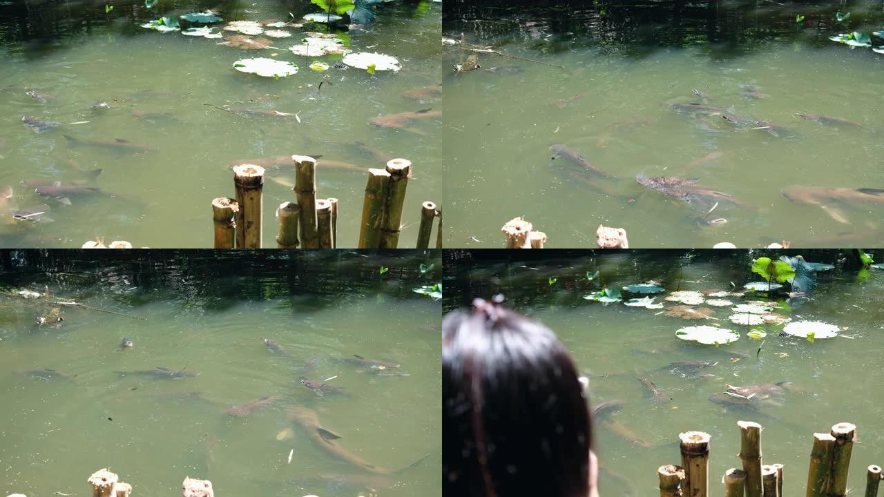 池塘里的一群大鲶鱼