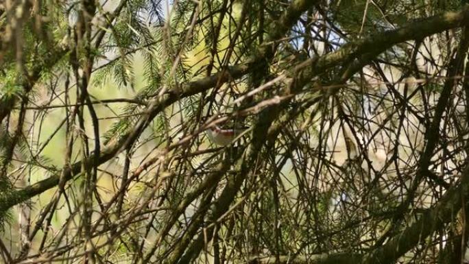 栗色的莺在加拿大松树中寻找食物