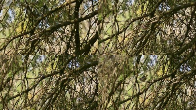栗色的莺在加拿大松树中寻找食物