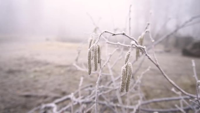 在浓雾的背景下，美丽的植物树枝在白霜中。为你的视频储备背景。春秋伤感的气氛