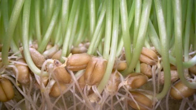 在家种植食用草。绿色豆芽从白锅中的种子中流出，生物食品，健康的饮食生活方式