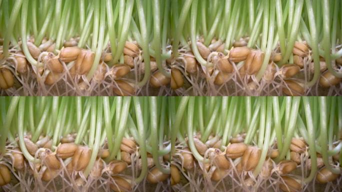 在家种植食用草。绿色豆芽从白锅中的种子中流出，生物食品，健康的饮食生活方式