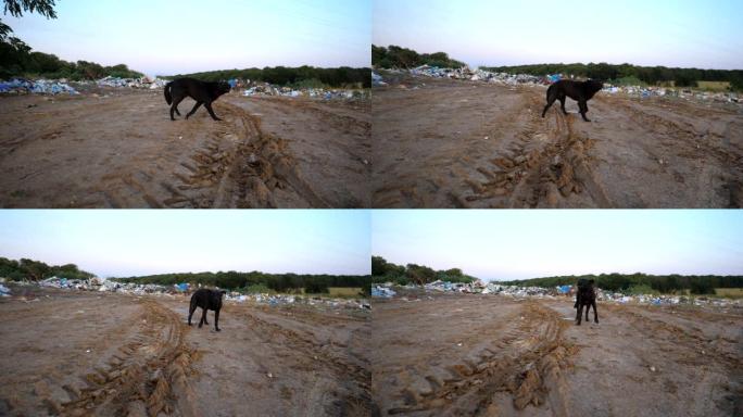 害怕的流浪狗在垃圾场的背景下，吠叫进入镜头。垃圾被倾倒在自然界开放和免费的地方。环境污染问题概念。多
