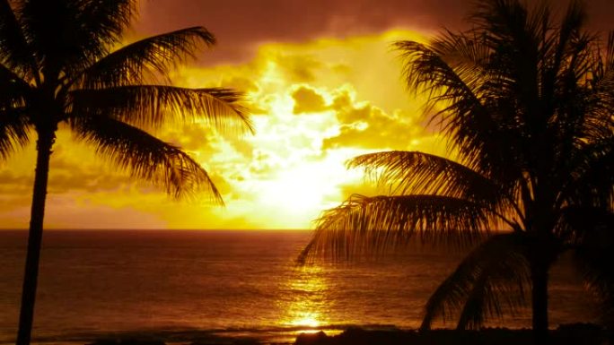 棕榈树后面的日落唯美海岸线绝美晚霞晚霞