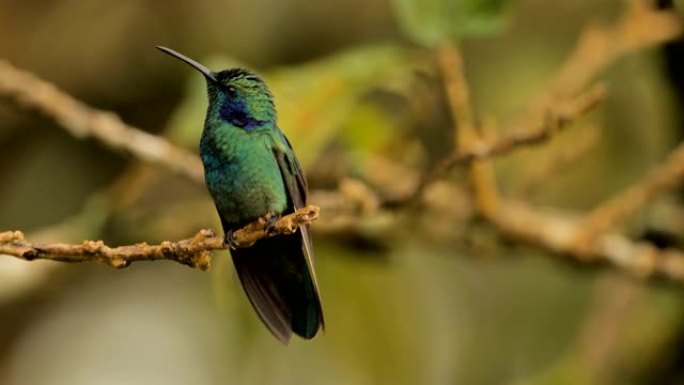 绿色紫罗兰耳蜂鸟，哥斯达黎加