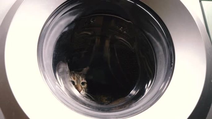 洗衣机。猫爬进洗衣机。