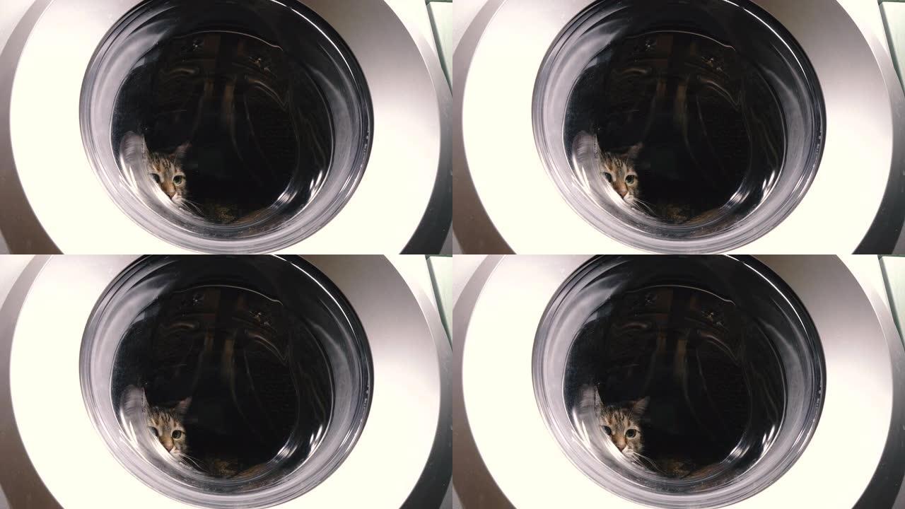 洗衣机。猫爬进洗衣机。