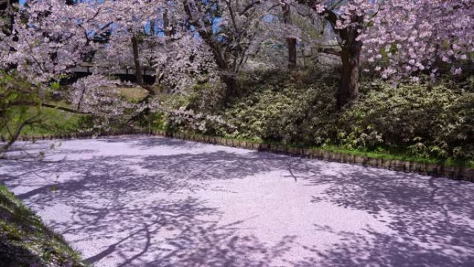 美丽的早晨的弘前公园樱花节