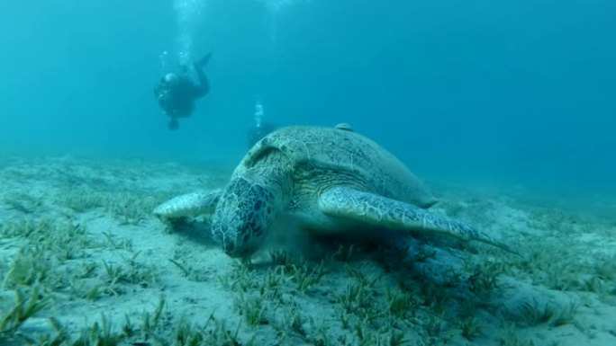 两名潜水员用Remorafish看着海龟在底部吃海草。Remora鱼 (Echeneis naucr